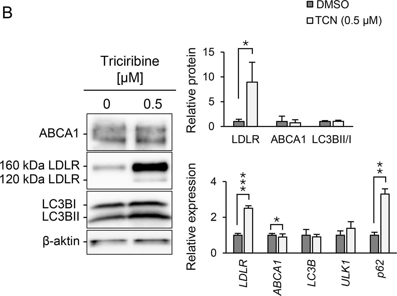 Fig.1.B showing Western Blotting from the publication: Autophagy regulates MK-2206-induced LDL receptor expression and cholesterol efflux pathways.