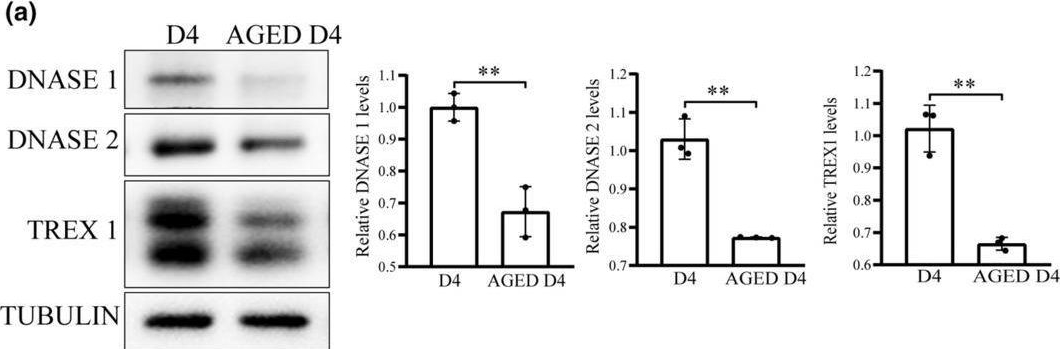 Fig.3.A showing Western Blotting in a Mus musculus (House mouse) sample from the publication: The activation of cGAS-STING pathway causes abnormal uterine receptivity in aged mice.