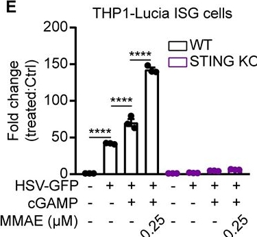 Fig.6.E from the publication: Microtubule disruption synergizes with STING signaling to show potent and broad-spectrum antiviral activity.