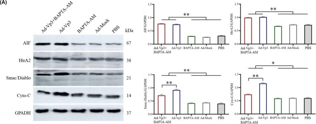 Fig.6.A showing Western Blotting from the publication: Apoptin causes apoptosis in HepG-2 cells via Ca2+ imbalance and activation of the mitochondrial apoptotic pathway.