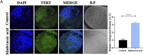 Fig.3.A showing Immunocytochemistry-immunofluorescence in a Bos taurus (Bovine) sample from the publication: Activation of telomerase via madecassic acid enhances the developmental competence of the SCNT-derived bovine embryos.
