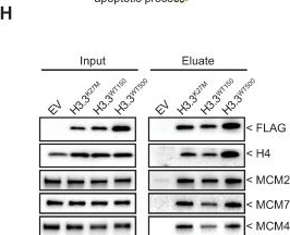 Fig.2.H showing Western Blotting from the publication: The H3.3K27M oncohistone affects replication stress outcome and provokes genomic instability in pediatric glioma.