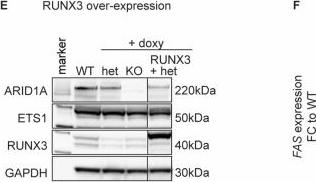 Fig.4.E showing Western Blotting in a Homo sapiens (Human) sample from the publication: ARID1A mutations protect follicular lymphoma from FAS-dependent immune surveillance by reducing RUNX3/ETS1-driven FAS-expression.