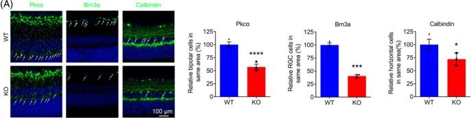 Fig.6.A showing Immunohistochemistry-immunofluorescence from the publication: Deletion of Transmembrane protein 184b leads to retina degeneration in mice.