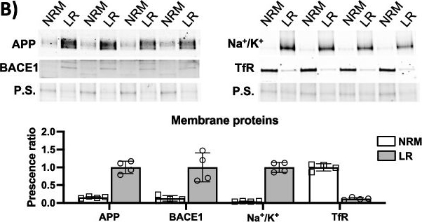Fig.5.B showing Western Blotting from the publication: Increase of brain Aβ peptides and secretase activity during normal aging in rodent and human.