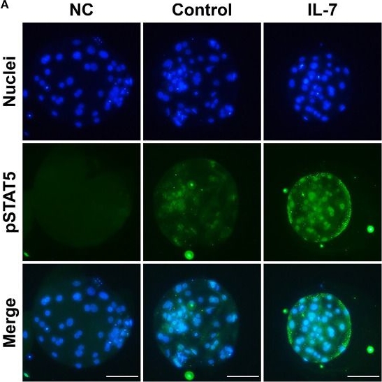 Fig.7.A showing Immunocytochemistry-immunofluorescence from the publication: Interleukin-7 enhances in vitro development and blastocyst quality in porcine parthenogenetic embryos.