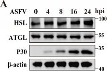 Fig.6.A showing Western Blotting from the publication: African swine fever virus hijacks lipolysis induced by chaperone-mediated autophagy to upregulate fatty acid β-oxidation and promote viral replication.
