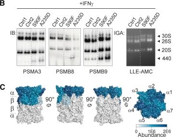 Fig.3.B showing Western Blotting in a Homo sapiens (Human) sample from the publication: Monoallelic PSMB8 variants cause PRAAS with immunodeficiency through impaired immunoproteasome assembly.