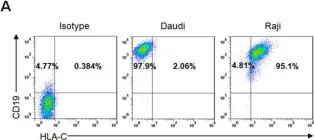 Fig.2.A showing Flow cytometry/Cell sorting from the publication: CD19-CAR-T Cells Bearing a KIR/PD-1-Based Inhibitory CAR Eradicate CD19+HLA-C1- Malignant B Cells While Sparing CD19+HLA-C1+ Healthy B Cells.