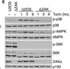 Fig.2.E showing Western Blotting from the publication: Ribosome stalling is a signal for metabolic regulation by the ribotoxic stress response.