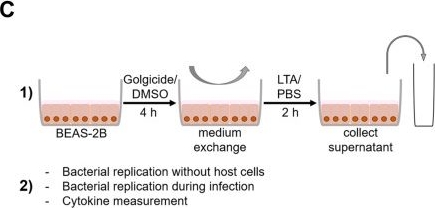 Fig.4.C from the publication: Streptococcus pneumoniae disrupts the structure of the golgi apparatus and subsequent epithelial cytokine response in an H2O2-dependent manner.