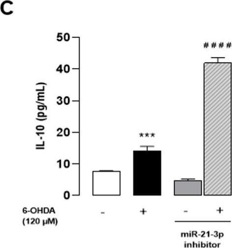 Fig.6.C showing Enzyme-linked immunosorbent assay from the publication: Octadecaneuropeptide, ODN, Promotes Cell Survival against 6-OHDA-Induced Oxidative Stress and Apoptosis by Modulating the Expression of miR-34b, miR-29a, and miR-21in Cultured Astrocytes.
