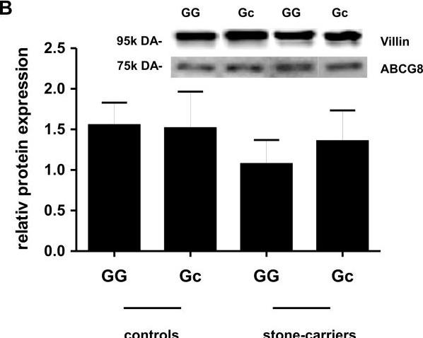 Fig.4.B showing Western Blotting from the publication: Role of the ABCG8 19H risk allele in cholesterol absorption and gallstone disease.