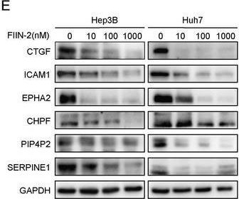 Fig.5.M showing Western Blotting in a Homo sapiens (Human) sample from the publication: Integrative Multi-Omics Approaches Reveal Selectivity Profiles and Molecular Mechanisms of FIIN-2, a Covalent FGFR Inhibitor.