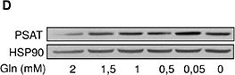 Fig.3.D showing Western Blotting in a Homo sapiens (Human) sample from the publication: Reducing the serine availability complements the inhibition of the glutamine metabolism to block leukemia cell growth.