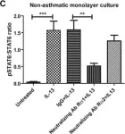 Fig.5.C showing Western Blotting in a Homo sapiens (Human) sample from the publication: Expression of surfactant protein D in airways of asthmatics and interleukin-13 modulation of surfactant protein D in human models of airway epithelium.
