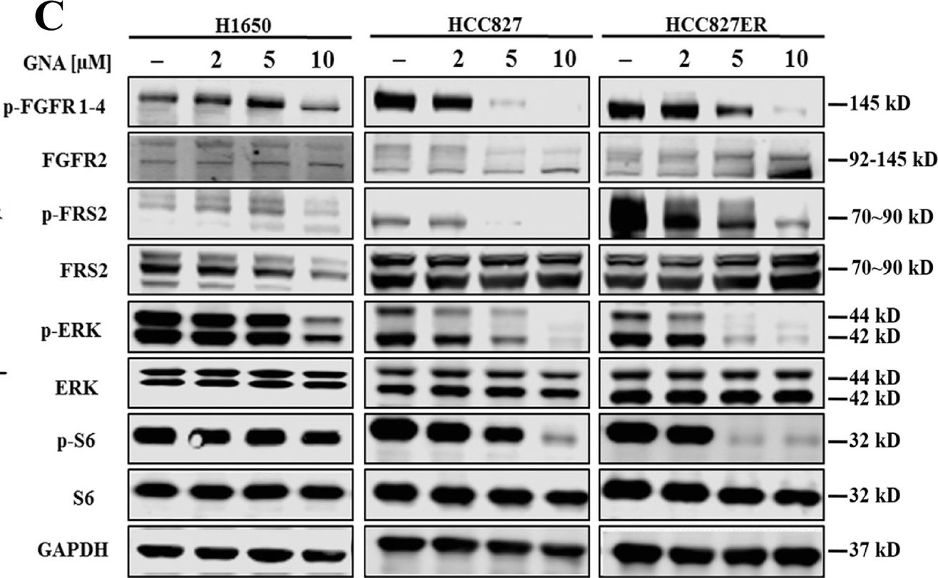 Fig.2.C showing Western Blotting in a Homo sapiens (Human) sample from the publication: Gambogenic acid inhibits fibroblast growth factor receptor signaling pathway in erlotinib-resistant non-small-cell lung cancer and suppresses patient-derived xenograft growth.