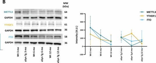 Fig.3.B showing Western Blotting in a Mus musculus (House mouse) sample from the publication: The epitranscriptomic m6A RNA modification modulates the synapse in ageing and in a mouse model of synucleinopathy.