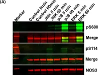 Fig.3.A showing Western Blotting from the publication: MAP kinases differentially bind and phosphorylate NOS3 via two unique NOS3 sites.