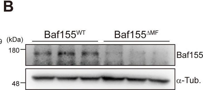 Fig.1.B showing Western Blotting from the publication: Baf155 regulates skeletal muscle metabolism via HIF-1a signaling.