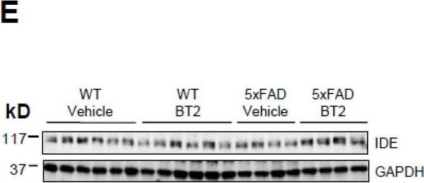 Fig.6.E showing Western Blotting in a Mus musculus (House mouse) sample from the publication: Branched-Chain Amino Acids Are Linked with Alzheimer's Disease-Related Pathology and Cognitive Deficits.
