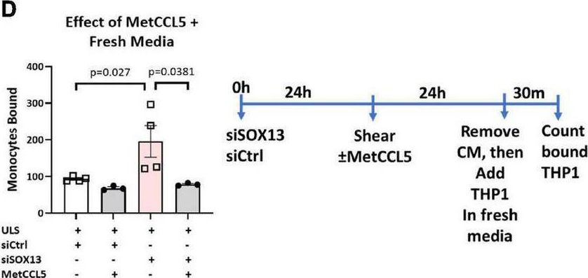 Fig.8.D from the publication: Sox13 is a novel flow-sensitive transcription factor that prevents inflammation by repressing chemokine expression in endothelial cells.