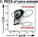 Fig.7.C showing Flow cytometry/Cell sorting in a Mus musculus (House mouse) sample from the publication: An ex vivo model of Toxoplasma recrudescence reveals developmental plasticity of the bradyzoite stage.