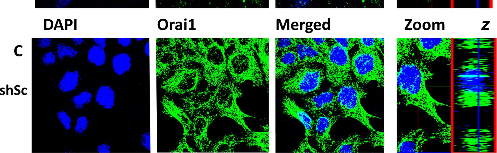 Fig.5.C showing Immunocytochemistry-immunofluorescence in a Mus musculus (House mouse) sample from the publication: SPCA2 regulates Orai1 trafficking and store independent Ca2+ entry in a model of lactation.
