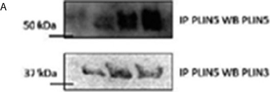 Higher PLIN5 but not PLIN3 content in isolated skeletal muscle mitochondria following acute in vivo contraction in rat hindlimb.