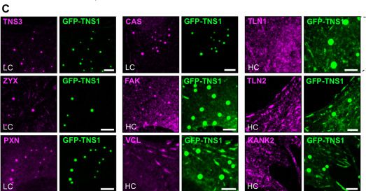 Fig.3.C showing Immunocytochemistry-immunofluorescence in a Homo sapiens (Human) sample from the publication: Adhesion-derived condensates control component availability to regulate adhesion dynamics.