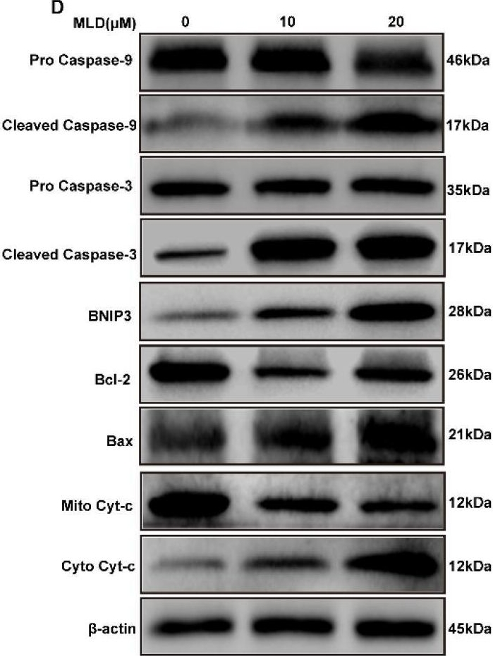 Fig.3.D showing Western Blotting in a Homo sapiens (Human) sample from the publication: Mallotucin D, a Clerodane Diterpenoid from Croton crassifolius, Suppresses HepG2 Cell Growth via Inducing Autophagic Cell Death and Pyroptosis.