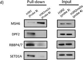 Fig.2.D showing Western Blotting in a Homo sapiens (Human) sample from the publication: Development of Complementary Photo-arginine/lysine to Promote Discovery of Arg/Lys hPTMs Interactomes.