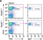 Fig.4.C showing Flow cytometry/Cell sorting in a Mus musculus (House mouse) sample from the publication: Rad52 competes with Ku70/Ku86 for binding to S-region DSB ends to modulate antibody class-switch DNA recombination.