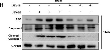 Fig.2.H showing Western Blotting in a Mus musculus (House mouse) sample from the publication: Neutrophil depletion at the early stage of Japanese encephalitis virus infection affects CD8+ T cell infiltration into the mouse brain and causes severe encephalitis.