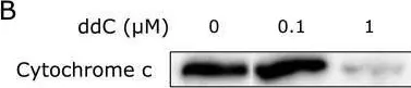 Fig.3.B showing Western Blotting from the publication: Formation of neutrophil extracellular traps in mitochondrial DNA-deficient cells.