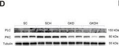 Fig.6.D showing Western Blotting from the publication: HIIT-induced lactate/GPR81 signaling with dual branches converging on ERK1/2 contributes to hippocampal synaptic remodeling and memory improvement.