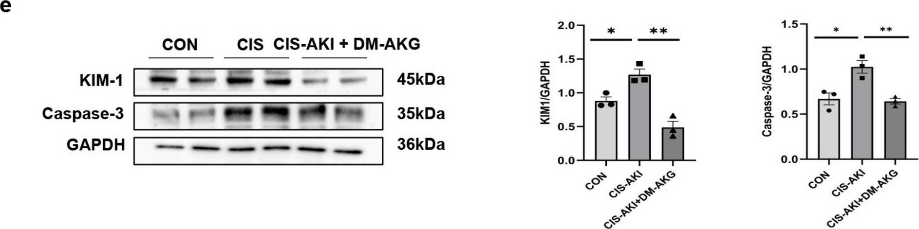 Fig.2.E showing Western Blotting in a Mus musculus (House mouse) sample from the publication: Dimethyl α-ketoglutarate ameliorates cisplatin-induced acute kidney injury by modulating mitophagy through the PINK1/Parkin pathway.