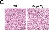 Fig.6.C showing Immunohistochemistry from the publication: Deleting Bmp4 in brown fat unlocks an arachidonic acid-AMPK axis to boost energy expenditure.