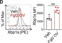 Fig.6.D showing Flow cytometry/Cell sorting from the publication: Fibrinogen-like protein 2 promotes tumor immune suppression by regulating cholesterol metabolism in myeloid-derived suppressor cells.