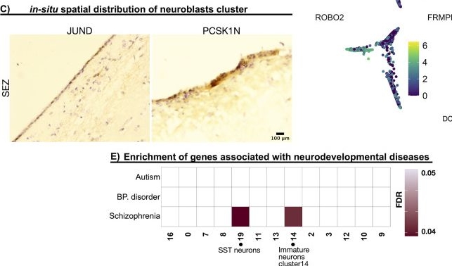 Fig.2.C showing Immunohistochemistry in a Homo sapiens (Human) sample from the publication: Single-Nucleus RNA-Seq Characterizes the Cell Types Along the Neuronal Lineage in the Adult Human Subependymal Zone and Reveals Reduced Oligodendrocyte Progenitor Abundance with Age.