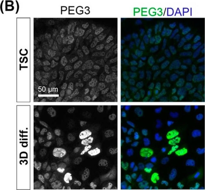 Fig.5.B showing Immunocytochemistry-immunofluorescence in a Mus musculus (House mouse) sample from the publication: Padi2/3 Deficiency Alters the Epigenomic Landscape and Causes Premature Differentiation of Mouse Trophoblast Stem Cells.