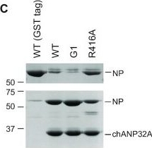 Fig.3.C showing Western Blotting from the publication: The C-terminal LCAR of host ANP32 proteins interacts with the influenza A virus nucleoprotein to promote the replication of the viral RNA genome.