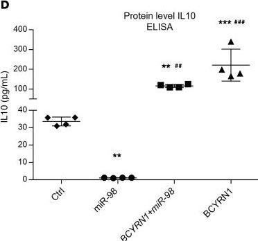 Fig.6.D showing Enzyme-linked immunosorbent assay from the publication: Long noncoding RNA BCYRN1 promotes cardioprotection by enhancing human and murine regulatory T cell dynamics.