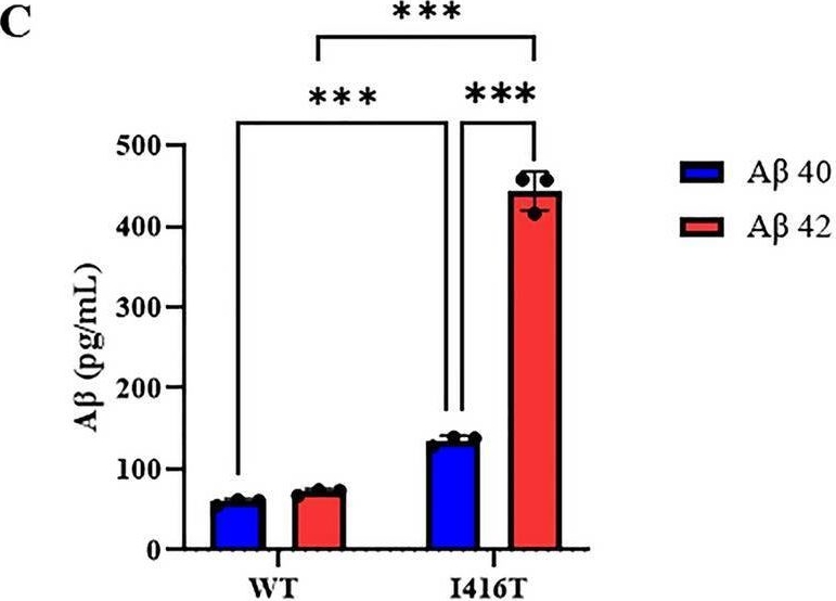 Fig.7.C showing Enzyme-linked immunosorbent assay in a Homo sapiens (Human) sample from the publication: Cholinergic-like neurons and cerebral spheroids bearing the PSEN1 p.Ile416Thr variant mirror Alzheimer's disease neuropathology.
