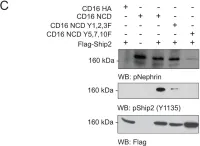 Fig.4.C showing Western Blotting from the publication: Nephrin regulates lamellipodia formation by assembling a protein complex that includes Ship2, filamin and lamellipodin.