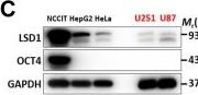 Fig.2.C showing Western Blotting in a Homo sapiens (Human) sample from the publication: LSD1-mediated demethylation of OCT4 safeguards pluripotent stem cells by maintaining the transcription of PORE-motif-containing genes.