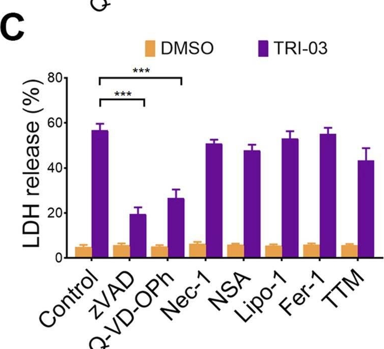Fig.2.C from the publication: A dual inhibitor of TrxR1 and XIAP induces pyroptosis in melanoma.