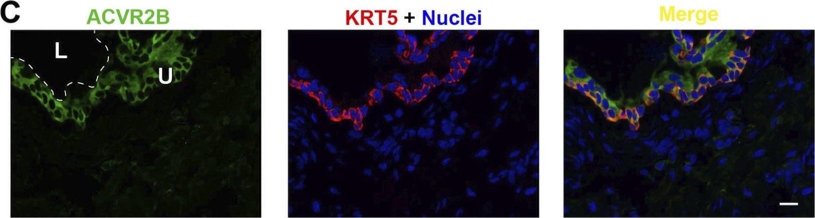 Fig.8.C showing Immunohistochemistry-immunofluorescence in a Mus musculus (House mouse) sample from the publication: Expression and distribution of activin-follistatin-inhibin axis in the urinary bladder.