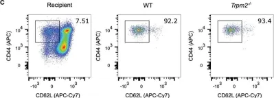 Fig.4.C showing Flow cytometry/Cell sorting from the publication: TRPM2 Is Not Required for T-Cell Activation and Differentiation.