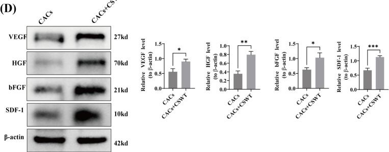 Fig.2.D showing Western Blotting from the publication: Extracorporeal cardiac shock wave therapy modulates post-infarction neovascularization via CAC-mediated pro-angiogenic effects and modulation of the S100A4/CSF2/FOXO1 protein network.